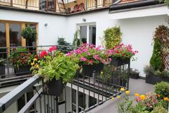 Φεύγετε διακοπές; Δείτε τι πρέπει να κάνετε για να διατηρηθούν τα φυτά σας χωρίς να μαραθούν!