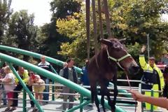 ΕΙΚΟΝΕΣ ΝΤΡΟΠΗΣ στο Βόλο: Επτά άλογα δεμένα μέσα σε χείμαρρο σώθηκαν στο παρά ένα από τα ορμητικά νερά