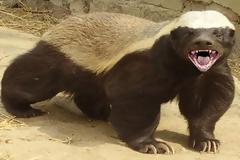 Αυτό είναι το πιο επικίνδυνο θηλαστικό στον κόσμο - Σκοτώνει τίγρεις, λιοντάρια και αρκούδες, τρέφεται με δηλητηριώδη φίδια.