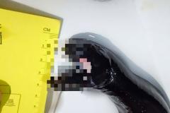 Το τρομακτικό πλάσμα του βυθού που μοιάζει με Alien... [photos]