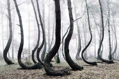 Αυτό είναι το πιο περίεργο δάσος που έχετε δει! Γιατί έχουν στραβώσει τα δέντρα;