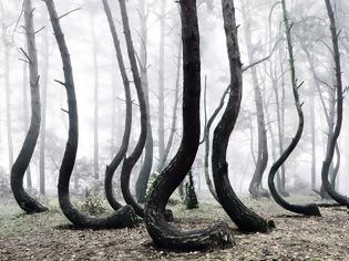 Φωτογραφία για Αυτό είναι το πιο περίεργο δάσος που έχετε δει! Γιατί έχουν στραβώσει τα δέντρα;