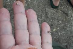 Μέδουσες: Πώς μπορώ να αποφύγω το τσίμπημα;