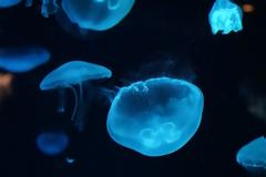 Ολοένα και αυξάνονται οι μέδουσες στην Ελλάδα - Πώς να αντιμετωπίσετε το τσίμπημά τους