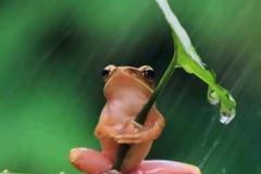 Βάτραχος καταπίνει πυγολαμπίδα και παθαίνει αυτό που ακριβώς φαντάζεστε! [video]