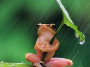 Φωτογραφία για Βάτραχος καταπίνει πυγολαμπίδα και παθαίνει αυτό που ακριβώς φαντάζεστε! [video]
