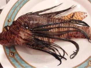 Φωτογραφία για Κρήτη: Το ψάρι που έβαλε στο πιάτο δεν ήταν σκορπίνα – Είναι εξαιρετικά επικίνδυνο [photos]