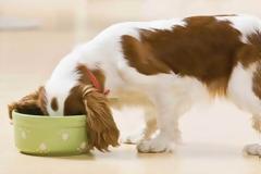 6 άκρως επικίνδυνες τροφές για τους σκύλους σας