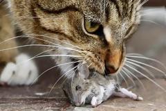 Γιατί οι γάτες φέρνουν τη νεκρή λεία τους στο σπίτι