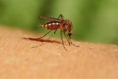 Ο ιός του Δυτικού Νείλου επανέρχεται: Στη Δυτική Αττική τα δύο πρώτα κρούσματα για φέτος