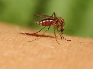 Φωτογραφία για Ο ιός του Δυτικού Νείλου επανέρχεται: Στη Δυτική Αττική τα δύο πρώτα κρούσματα για φέτος