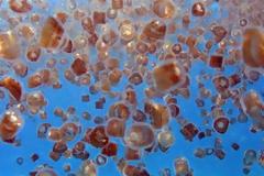 Πανικός στις παραλίες: Δεκάδες επιθέσεις από θαλάσσιες ψείρες