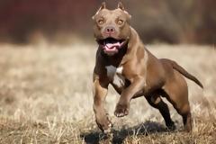 Πρωτοφανές περιστατικό στο Αργοστόλι: Πιτμπουλ επιτέθηκαν στο σκυλί του και τα σκότωσε με μαχαίρι