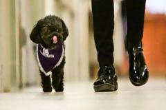 Αυτή η σκυλίτσα θα σε κάνει να κλάψεις - Δες το βίντεο και θα καταλάβεις γιατί! [video]