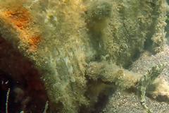 Ναύπλιο: Είναι ψάρι; Είναι... γουρούνι; Δεν πίστευαν στα μάτια τους με αυτό που είδαν στο βυθό! [photos]