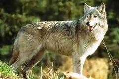 Φρικτή παραμόρφωση ανθρώπου από δάγκωμα λύκου... [photos]