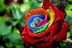 Δείτε ποιο λουλούδι αντιστοιχεί στο μήνα που γεννηθήκατε και τι συμβολίζει