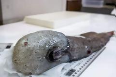 Βρέθηκε μετά από έναν αιώνα το ψάρι 