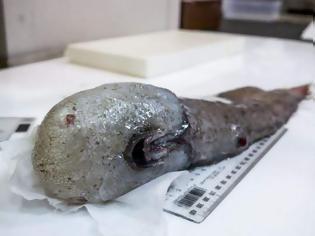 Φωτογραφία για Βρέθηκε μετά από έναν αιώνα το ψάρι χωρίς πρόσωπο