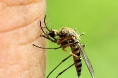 Κουνούπια: Φυσικά υλικά που έχετε ήδη στο σπίτι για να τα κρατήσετε μακριά