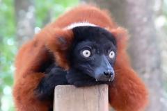 Λεμούριοι, τα …πνεύματα της νύχτας