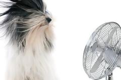 Πώς θα φροντίσω το κατοικίδιό μου το καλοκαίρι;