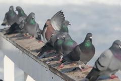 Τι λες τώρα! Μπορούν τα περιστέρια να διαγνώσουν τον καρκίνο του μαστού;