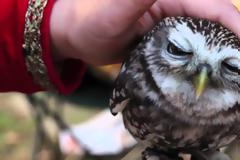 Θα πάθετε πλάκα! Δείτε πώς κάνει αυτή η κουκουβάγια όταν τη χαϊδεύουν... [video]