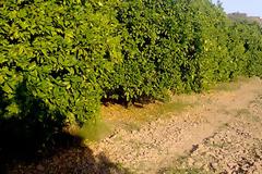 Με ποιες προϋποθέσεις η χρηματοδότηση για την ακαρπία