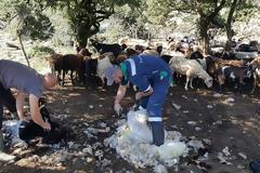 «Κούρος» αλά παλαιά: Στο μαντρί του Πέτρου Καραμπά στο Περγαντί (ΦΩΤΟ)