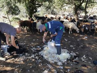 Φωτογραφία για «Κούρος» αλά παλαιά: Στο μαντρί του Πέτρου Καραμπά στο Περγαντί (ΦΩΤΟ)