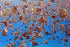 Πανικός στις παραλίες: Δεκάδες επιθέσεις από θαλάσσιες ψείρες