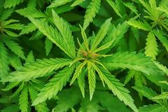 Φλώρινα: 30χρονος είχε στην αποθήκη κάνναβη