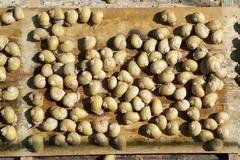 Ελληνική εταιρεία λανσάρει τους λευκούς χοχλιούς και κατακτά τον κόσμο