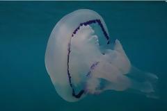 Η θάλασσα εκπέμπει SOS!