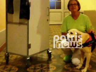 Φωτογραφία για Πρώην αδέσποτο στον Πύργο έγινε σκύλος θεραπείας στην Ελβετία!