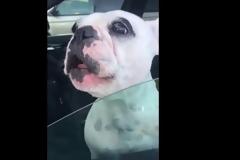 Ο σκύλος νομίζει ότι είναι… τενόρος [Video]