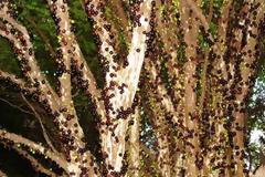 Οι περίεργοι καρποί του Jabuticaba