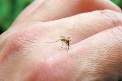 Ποια συμπτώματα μπορούν να υποδηλώνουν ότι είμαστε αλλεργικοί στο τσίμπημα κουνουπιού;