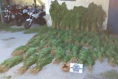 Περισσότερα από 10.000 δενδρύλια κάνναβης - Μια από τις μεγαλύτερες φυτείες στη χώρα