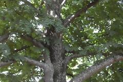 Ένα δέντρο στην πίσω αυλή μας