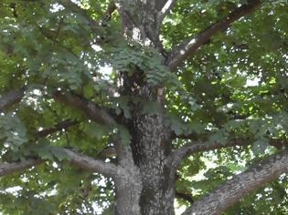 Φωτογραφία για Ένα δέντρο στην πίσω αυλή μας