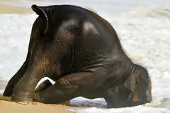 Βαδίζω και... παραπατώ! Μάλλον αυτά τα ζωάκια δεν είχαν και τόσο εύκολο ξύπνημα-Λιώστε [photos]