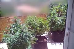 Αλιβέρι: 46χρονος καλλιεργούσε ινδική κάνναβη στις γλάστρες του σπιτιού του! (ΦΩΤΟ)