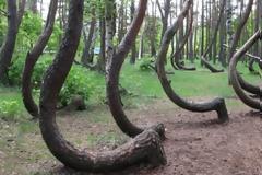 Κάντε μια βόλτα στο πιο αλλόκοτο δάσος του κόσμου