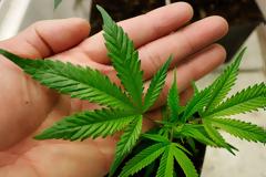 Τι μπορεί να προκαλέσει η κάνναβη στον οργανισμό μας;