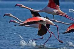 Σμήνος από πανέμορφα ροζ φλαμίνγκο έκανε... «απόβαση» στο Ναύπλιο