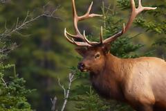 Εξαρθρώθηκε δίκτυο που εισήγαγε λαθραία άγρια ζώα