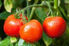 8 φρούτα που νομίζουμε ότι είναι λαχανικά