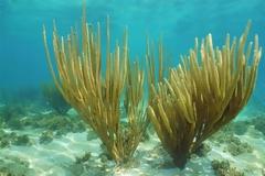 Τα πρώτα ζώα της Γης είχαν προκαλέσει και αυτά κλιματική αλλαγή πριν 500 εκατομμύρια χρόνια